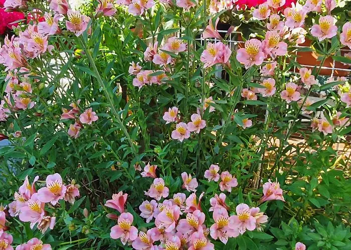 New!!! 2024 Marea With Xxl Sunny Terrace Apartment Poreč